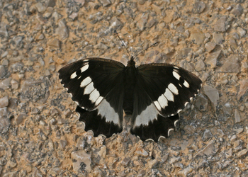 Weißer Waldportier (Aulocera circe) - © Emanuel Trummer